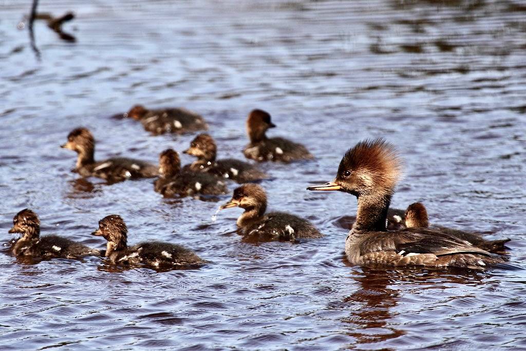 Hooded Mergansers by Mr.TinDC is licensed under CC BY-ND 2.0.